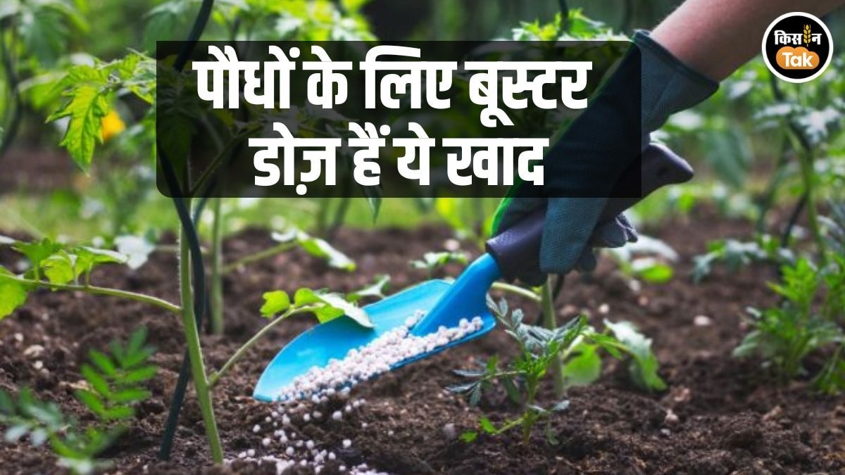 Gardening Tips: मरते पौधों में जान फूंक देंगी ये 5 खाद, गमले में लगा देंगे बूस्टर डोज़