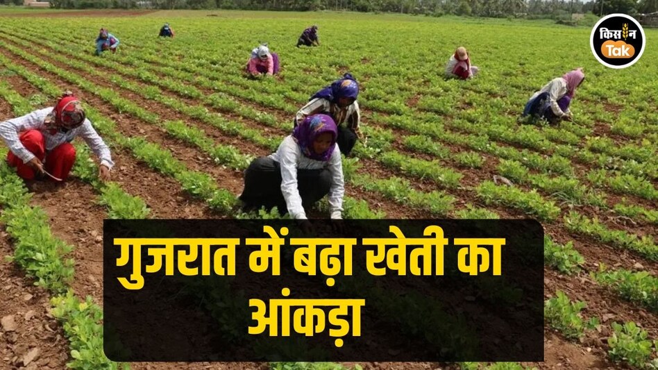 Gujarat Farmers: गुजरात के अमरेली में इस बार रबी सीजन में हुई 133 फीसदी ज्यादा खेती, जानें कैसे Gujarat Farmers: गुजरात के अमरेली में इस बार रबी सीजन में हुई 133 फीसदी ज्यादा खेती, जानें कैसे