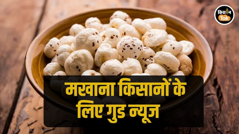 Makhana Farming: मखाना किसान हैं तो जान लें, सरकार ने बढ़ा दी है सब्सिडी के लिए लास्ट डेट Makhana Farming: मखाना किसान हैं तो जान लें, सरकार ने बढ़ा दी है सब्सिडी के लिए लास्ट डेट