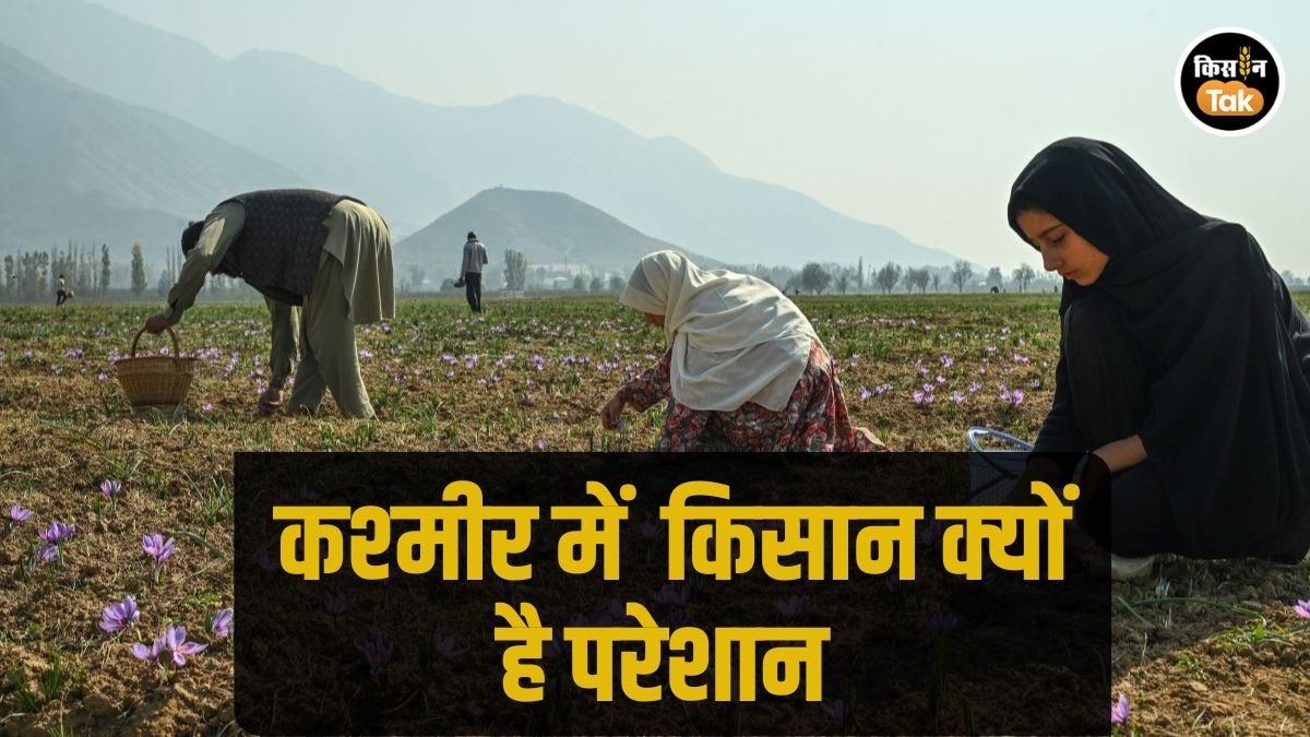 Kashmir Agriculture: कश्‍मीर में इस बार सर्दियों में पड़ा सूखा, केसर, सेब के किसानों की टेंशन बढ़ी 