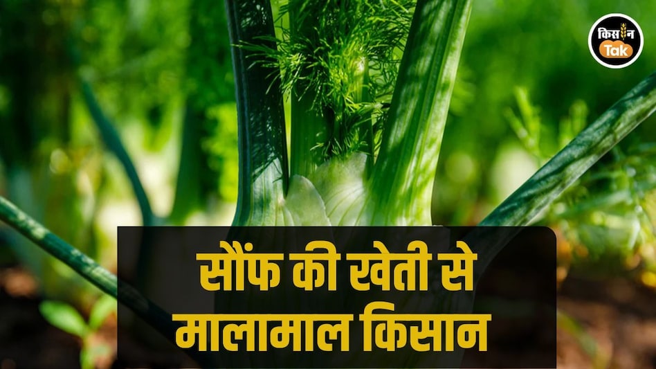 Fennel cultivation: सौंफ की खेती में मालामाल हो रहे राजस्थान के 4 जिले, ड्रिप सिंचाई से बदल रही किस्मत Fennel cultivation: सौंफ की खेती में मालामाल हो रहे राजस्थान के 4 जिले, ड्रिप सिंचाई से बदल रही किस्मत