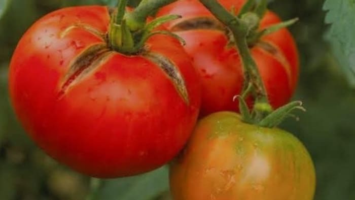 टमाटर की फसल में फल फटने की समस्या