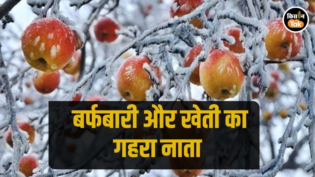 Snowfall in Agriculture: इन 5 फसलों के लिए बर्फबारी है फायदेमंद, जानें क्‍यों 