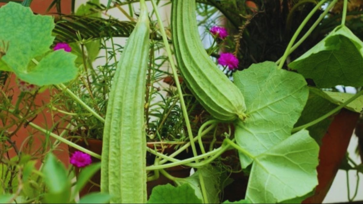 Basmati Aroma Tori: अब तोरई में आएगी बासमती चावल जैसी खुशबू, IIVR ने विकसित की ये अनोखी वैरायटी 