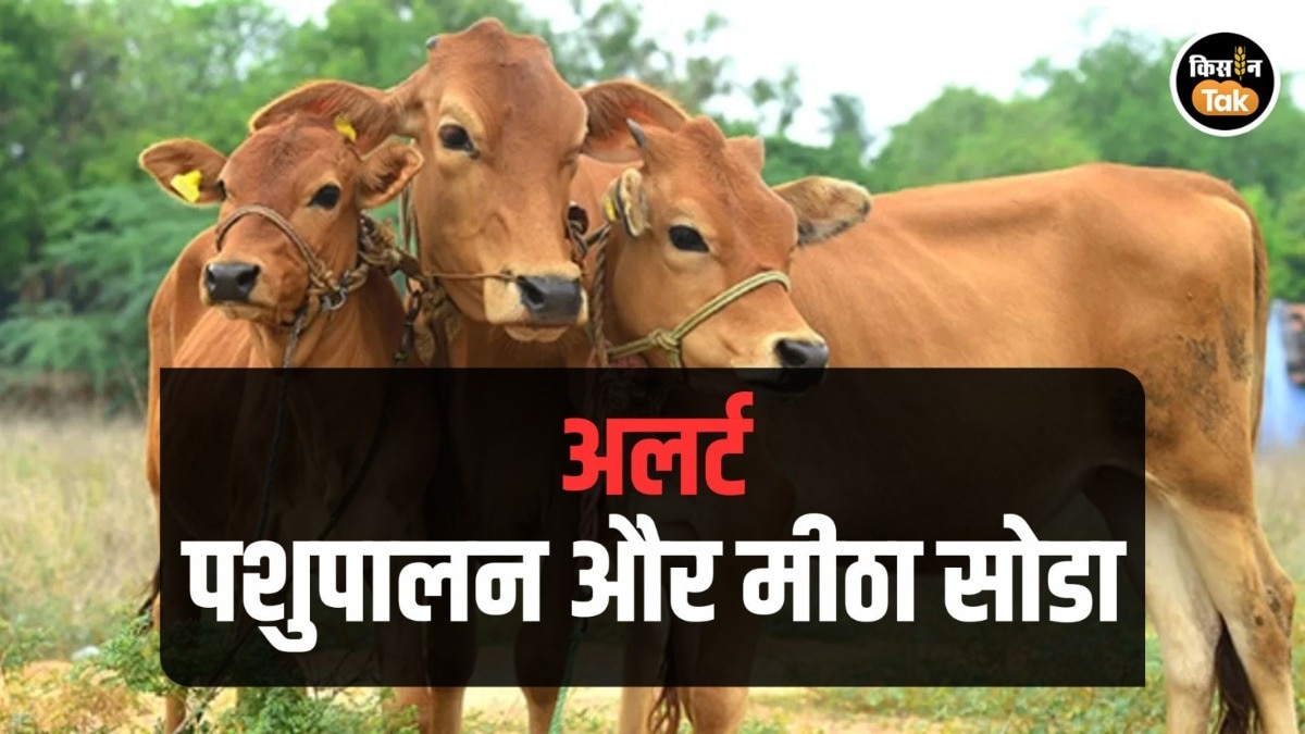 Animal Disease: 100 मर्ज की एक दवा ‘मीठा सोडा’, गाय-भैंस को खि‍ला रहे हैं तो हो जाएं अलर्ट 