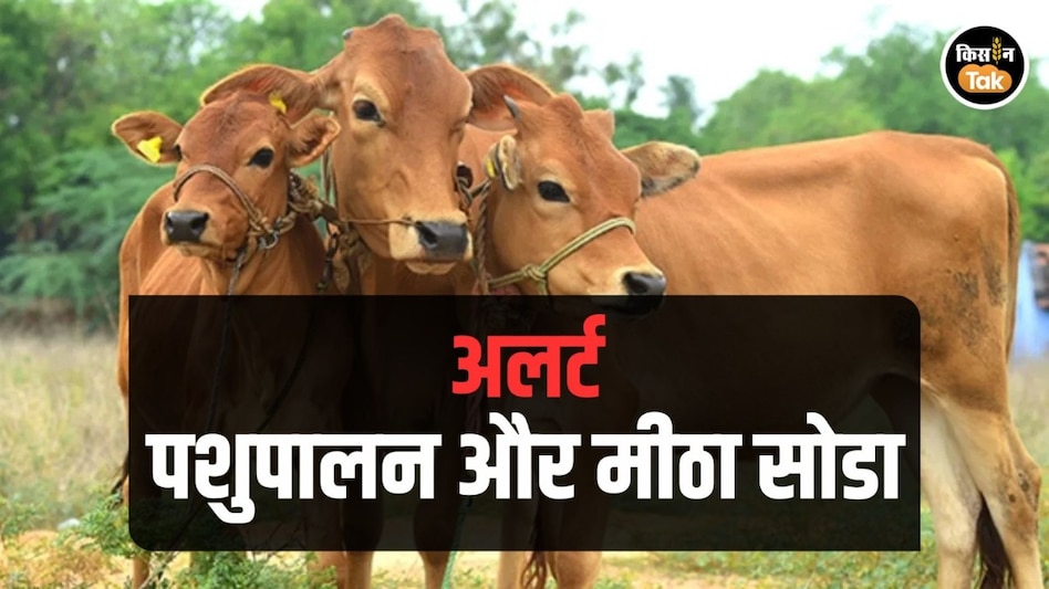Animal Disease: 100 मर्ज की एक दवा ‘मीठा सोडा’, गाय-भैंस को खिला रहे हैं तो हो जाएं अलर्ट Animal Disease: 100 मर्ज की एक दवा ‘मीठा सोडा’, गाय-भैंस को खिला रहे हैं तो हो जाएं अलर्ट