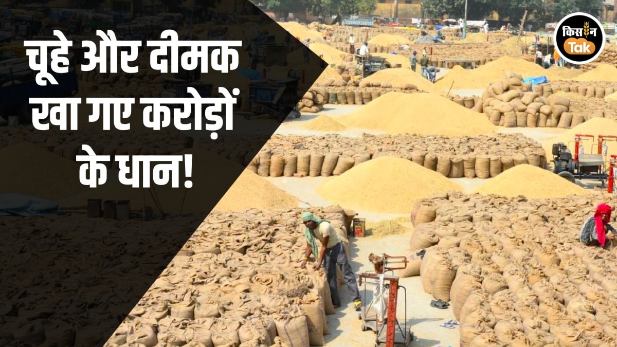 Paddy Scam: 7 करोड़ का धान गायब, अफसर बोले– चूहे खा गए! छत्तीसगढ़ में बड़ा धान घोटाला