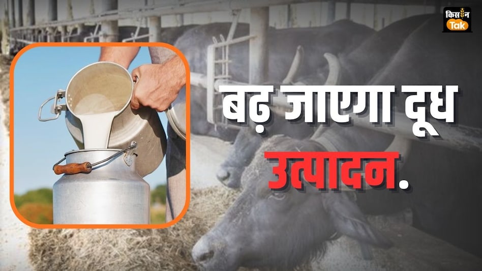 Animal Feed in Winter: सर्दियों में गाय-भैंस को इस तरीके से खिलाई खुराक तो बढ़ जाएगा दूध उत्पादन Animal Feed in Winter: सर्दियों में गाय-भैंस को इस तरीके से खिलाई खुराक तो बढ़ जाएगा दूध उत्पादन