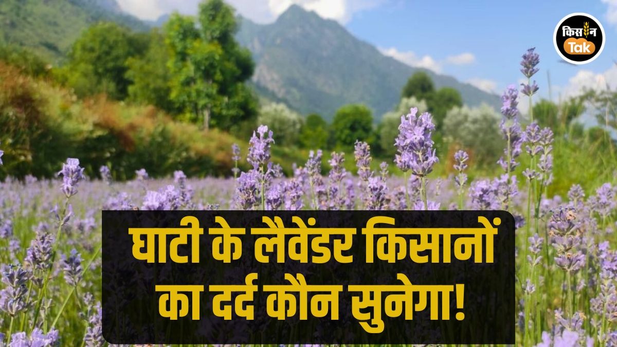 Purple Revolution: जम्‍मू कश्‍मीर के लैवेंडर किसानों की बड़ी मांग, केंद्र सरकार से की एक गुजारिश 