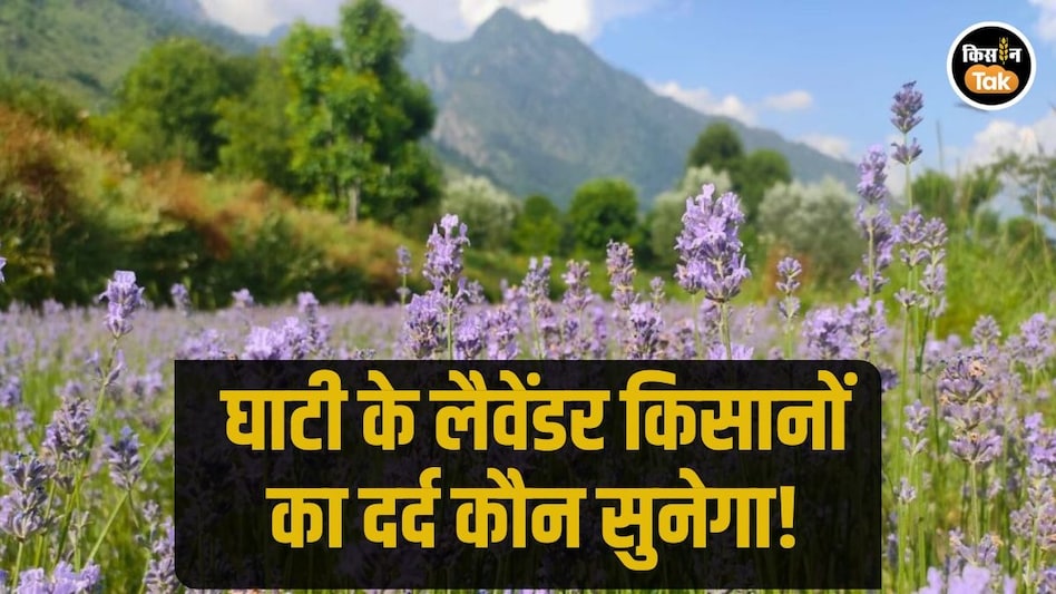 Purple Revolution: जम्मू कश्मीर के लैवेंडर किसानों की बड़ी मांग, केंद्र सरकार से की एक गुजारिश Purple Revolution: जम्मू कश्मीर के लैवेंडर किसानों की बड़ी मांग, केंद्र सरकार से की एक गुजारिश