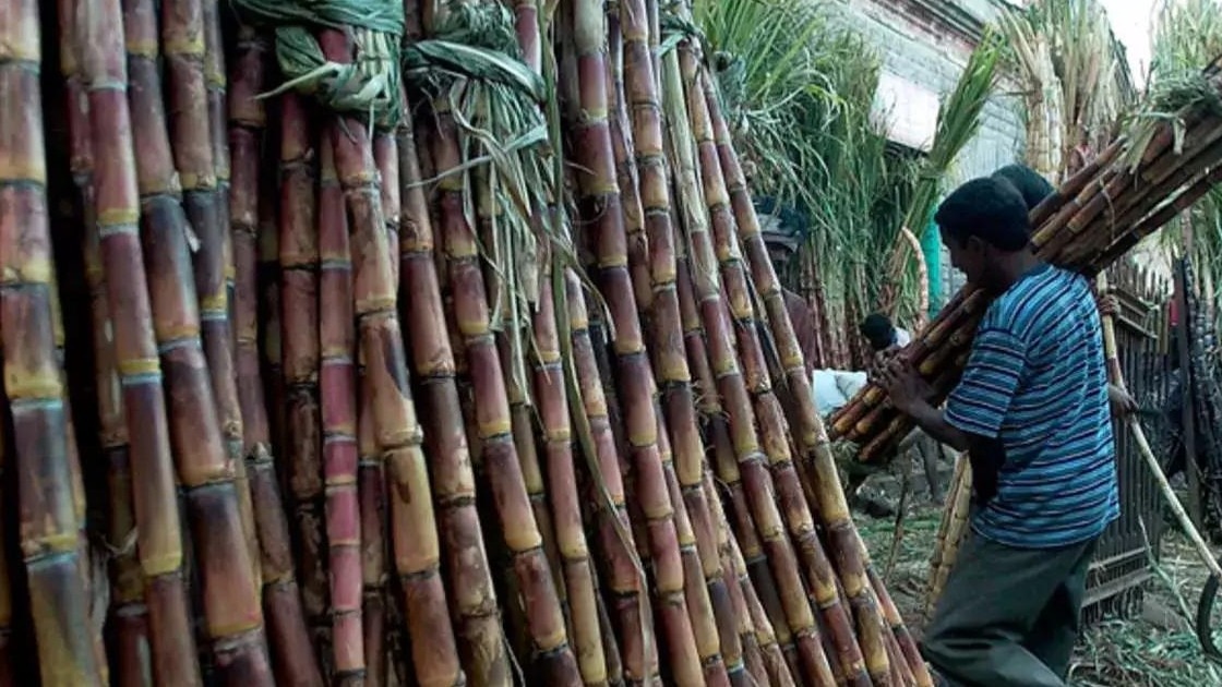 उत्तर प्रदेश में बीज गन्ना उत्पादक करने वाले सभी किसानों का पंजीकरण अनिवार्य, जानें नए नियम