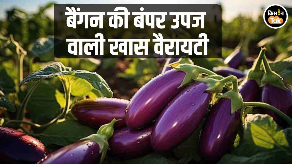 जनवरी में खेती के लिए बेस्ट है बैंगन की ये खास किस्म, कम पानी में देगी बंपर पैदावार