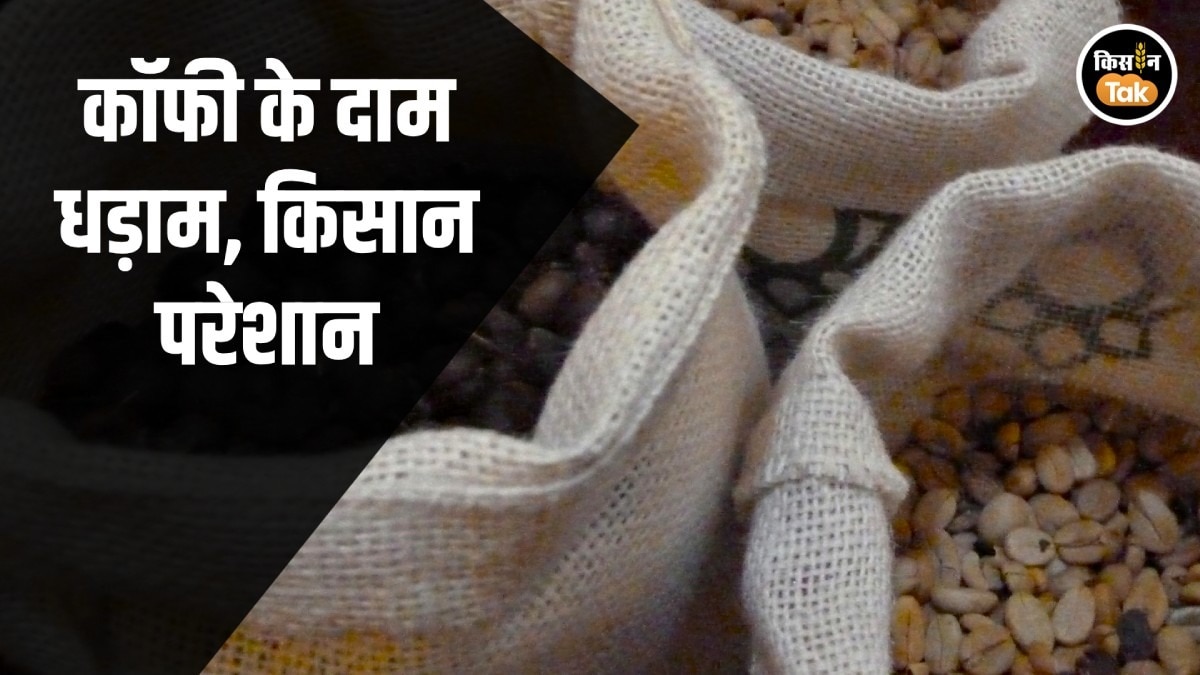विदेशी सप्लाई ने तोड़ी उम्मीदें: कर्नाटक–केरल में रोबस्टा कॉफी के दाम 17% तक गिरे, किसान संकट में