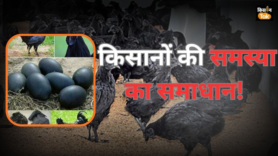 Budget 2026: बजट से पहले पोल्ट्री सेक्टर ने फीड और वैक्सीन को लेकर की बड़ी डिमांड Budget 2026: बजट से पहले पोल्ट्री सेक्टर ने फीड और वैक्सीन को लेकर की बड़ी डिमांड