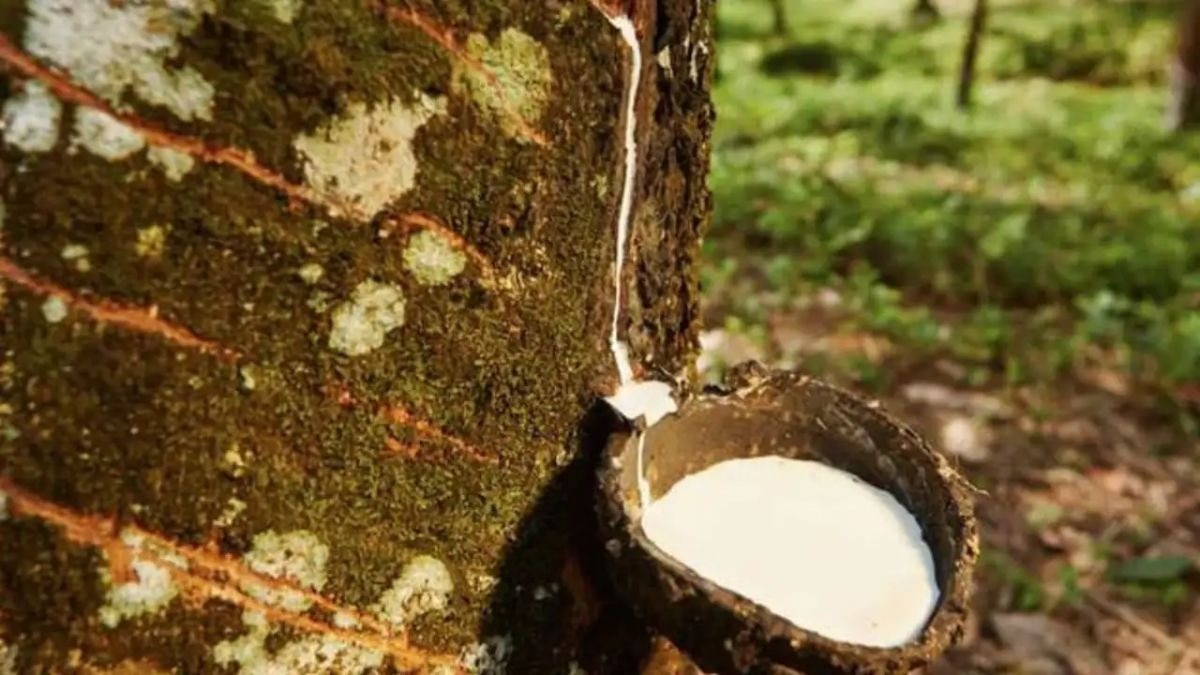Rubber Sector को मिली रफ्तार, कीमतें स्थिर होने का अब भी इंतजार