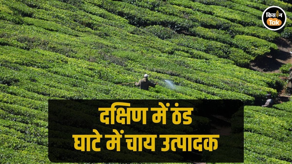 Tea Production: दिखने लगा पाले का असर, कुन्नूर में चाय उत्पादन को लगा बड़ा झटका