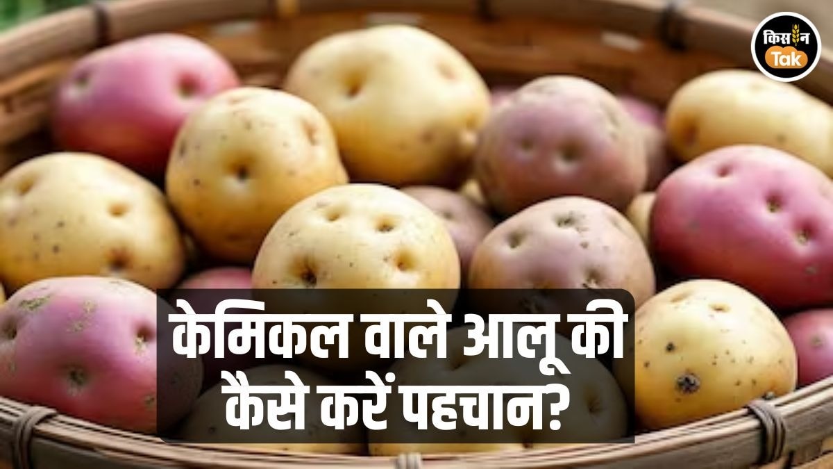 केमिकल वाले आलू पहचानने की टिप्स