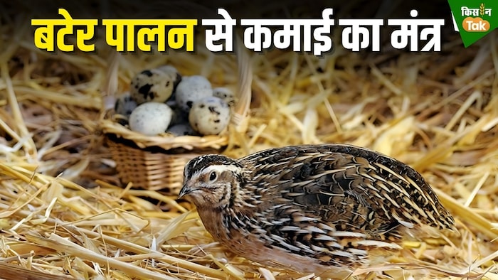 quail farming