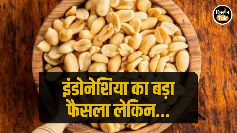 इंडोनेशिया ने भारतीय मूंगफली के आयात पर लगी रोक हटाई, फिर भी निर्यातकों को सताई एक चिंता इंडोनेशिया ने भारतीय मूंगफली के आयात पर लगी रोक हटाई, फिर भी निर्यातकों को सताई एक चिंता