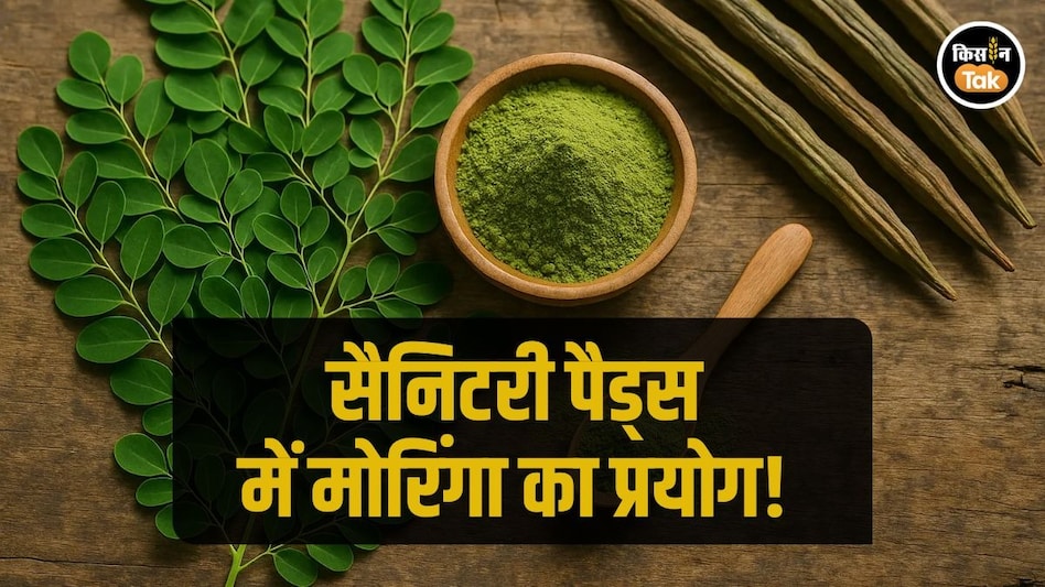 Moringa Benefits: सेनेटरी नैपकिन के लिए भी होगा मोरिंगा का प्रयोग! जानें आखिर क्या सोचते हैं वैज्ञानिक Moringa Benefits: सेनेटरी नैपकिन के लिए भी होगा मोरिंगा का प्रयोग! जानें आखिर क्या सोचते हैं वैज्ञानिक