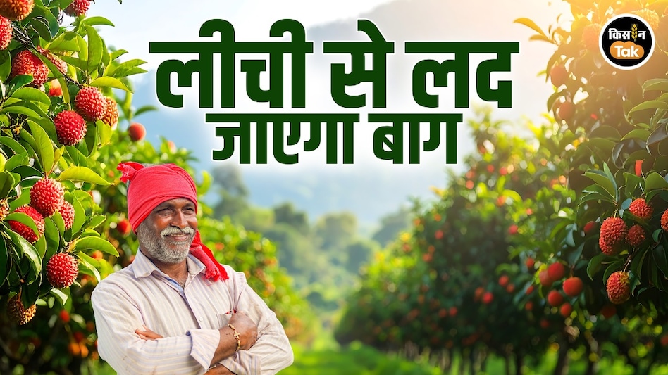 Lichi Orchard : लीची की बंपर पैदावार कैसे लें, तो फलों की चमक और साइज बढ़ाने के लिए अपनाएं ये तरीका Lichi Orchard : लीची की बंपर पैदावार कैसे लें, तो फलों की चमक और साइज बढ़ाने के लिए अपनाएं ये तरीका