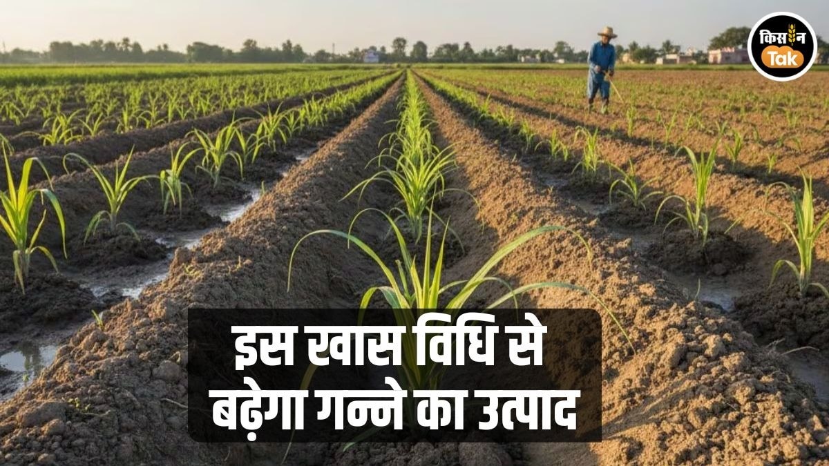 गन्ने की खेती