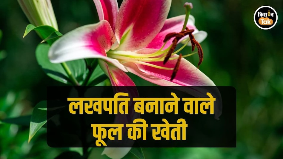 Flower Farming: सिर्फ 60 दिनों में किसानों को लखपति बना सकती है इस विदेशी फूल की खेती, जानें कौन सा Flower Farming: सिर्फ 60 दिनों में किसानों को लखपति बना सकती है इस विदेशी फूल की खेती, जानें कौन सा