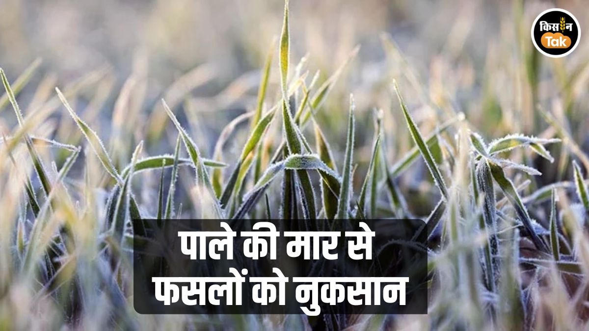  पाले से खराब हुईं फसलें