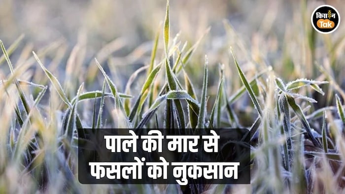 पाले से खराब हुईं फसलें