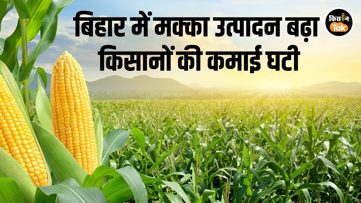 Explained: प्रोसेसिंग यूनिट नहीं, MSP भी नहीं, बिहार के मक्का किसानों का दोहरा संकट