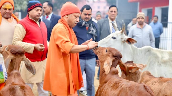 योगी सरकार निराश्रित गोवंश के संरक्षण के लिए प्रतिबद्ध है