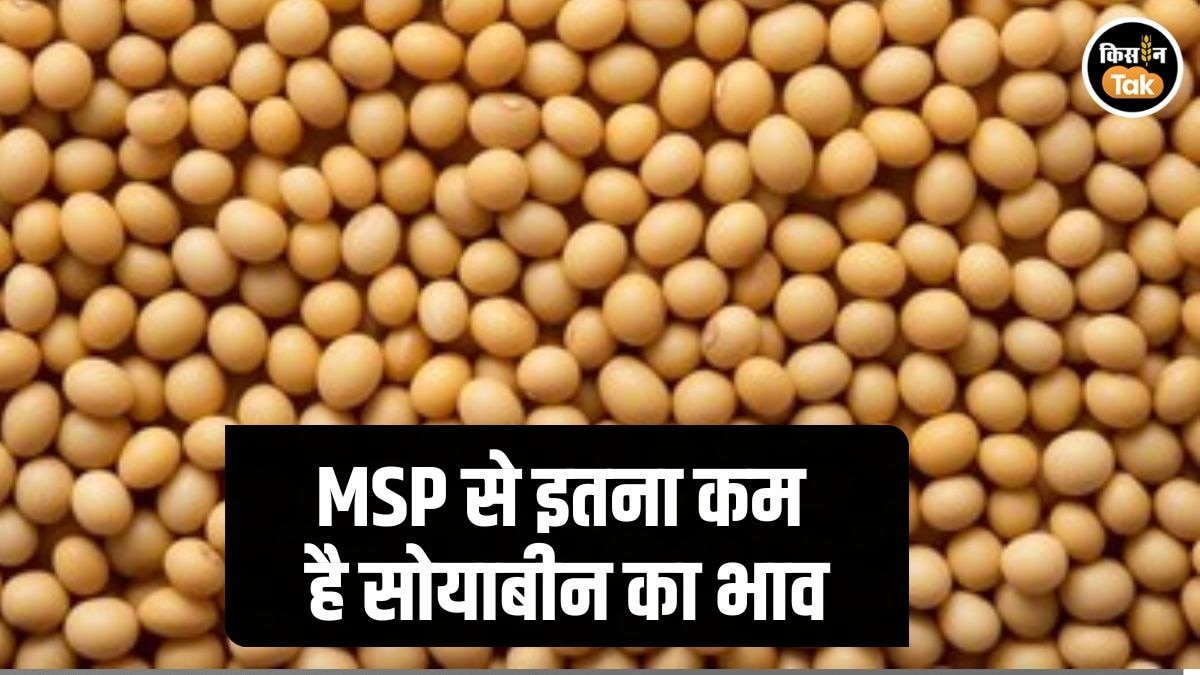 Soybean Mandi Rate