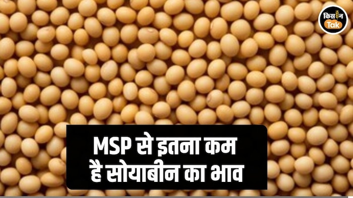Soybean Mandi Rate