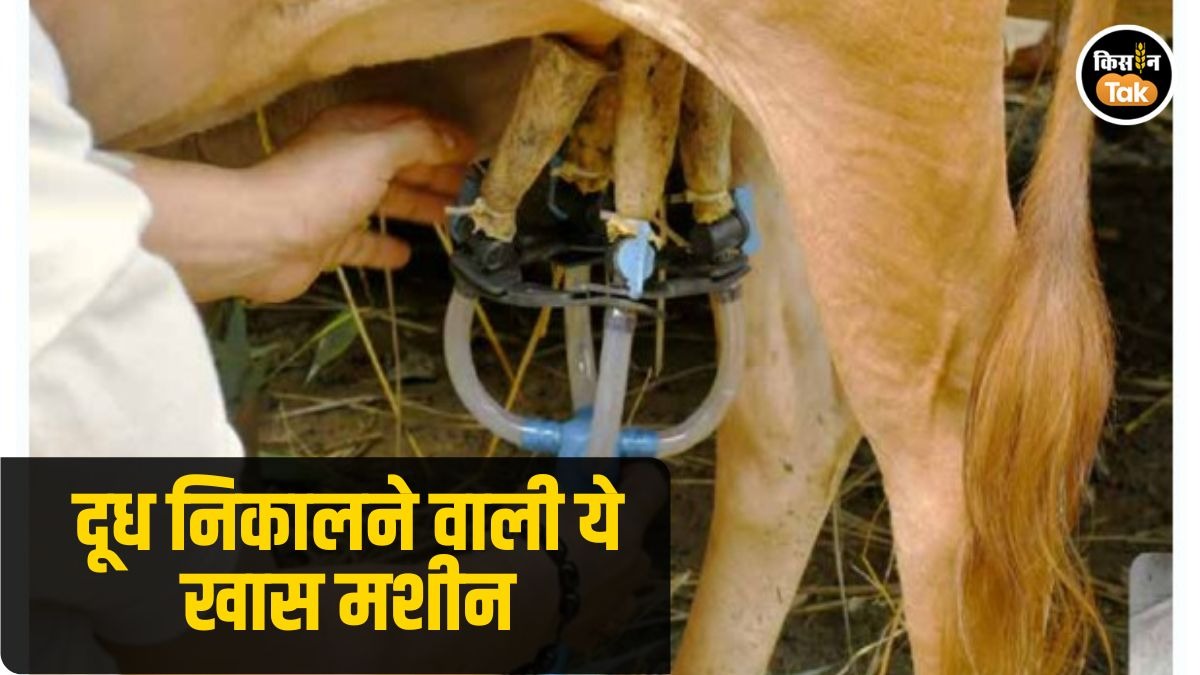 अब दूध निकालते समय गायों को दर्द नहीं होगा.