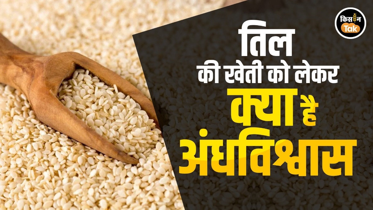 तिल की खेती को लेकर क्या है अंधविश्वास