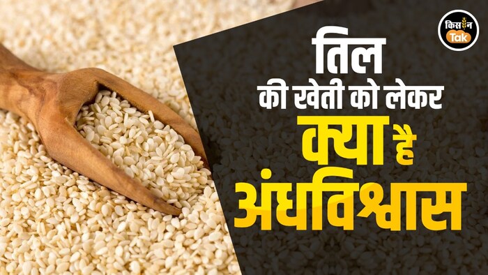 तिल की खेती को लेकर क्या है अंधविश्वास