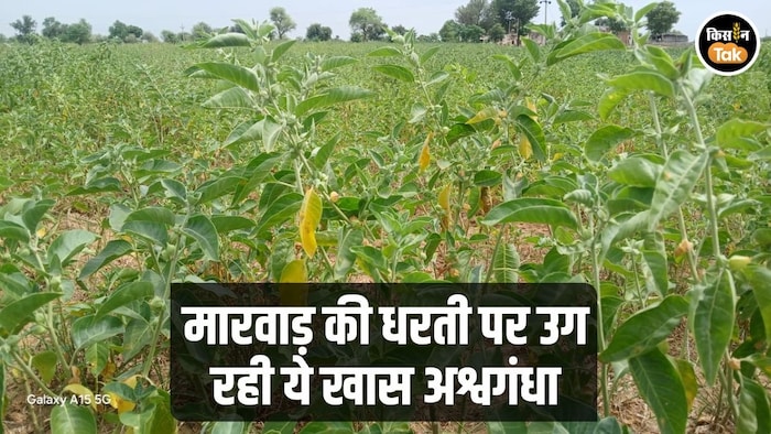 अश्वगंधा को मिला GI Tag