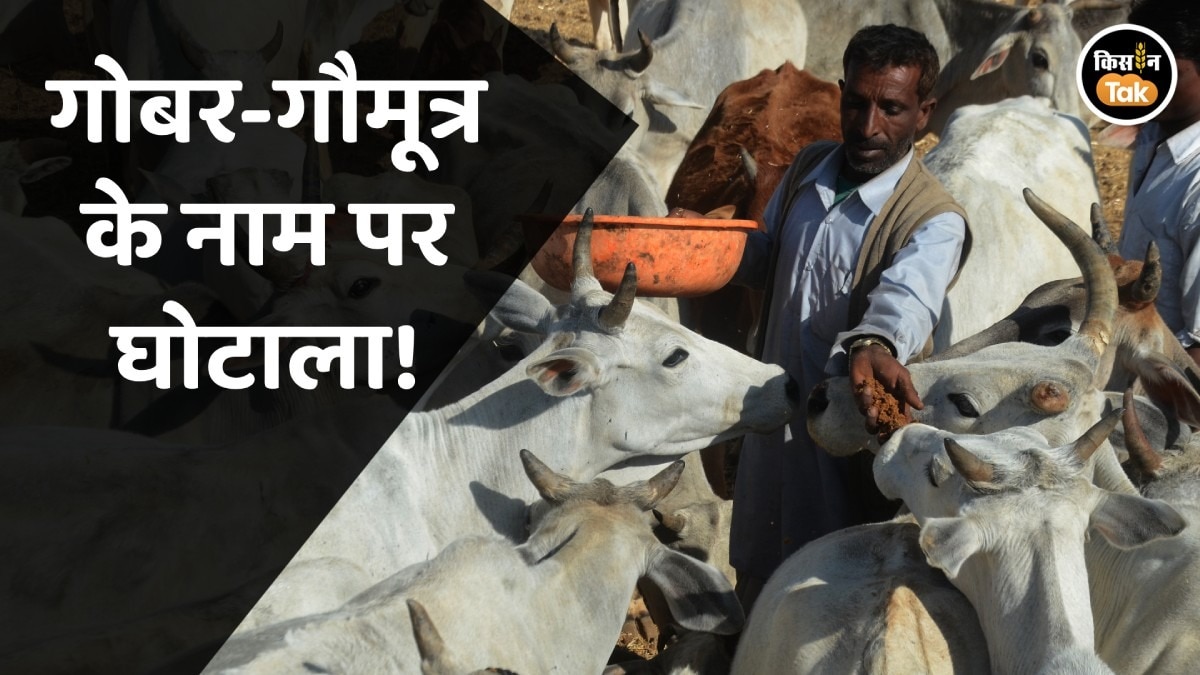 Jabalpur veterinary university scam