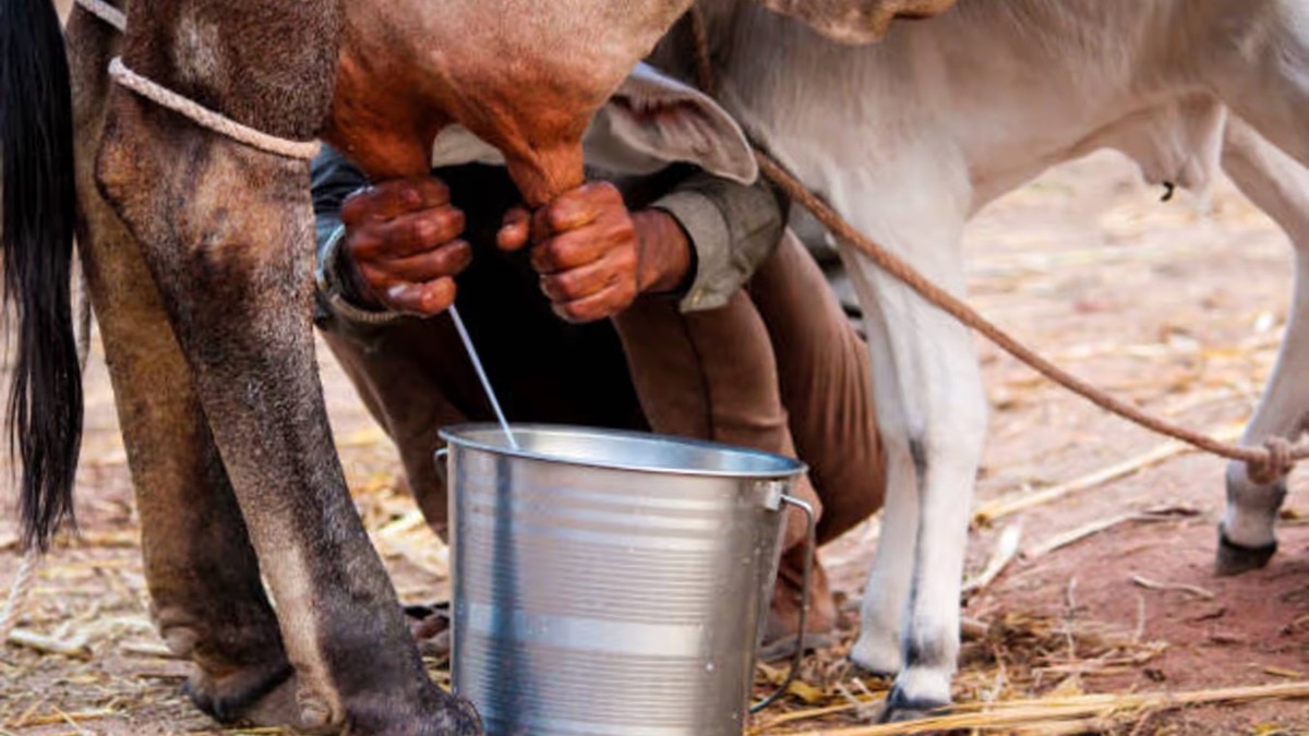 Animal Milking: हेल्दी और साफ-सुथरे दूध के भी मिलते हैं अच्छे दाम, जानें क्या करें 