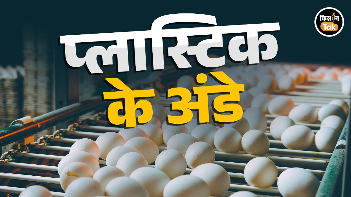 Plastic Egg: FSSAI ने बताया प्लास्टिलक के अंडों का सच, आप भी ये तरीके अपनाकर घर पर करें पहचान 