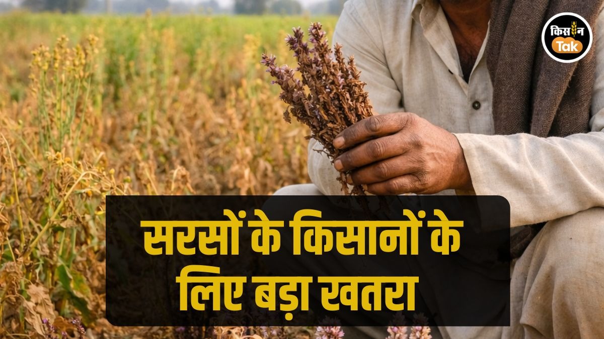 Mustard Farmers: सरसों के किसानों की नाक में दम करके रखा है इस छोटे से कीट ने, पैदावार घटी, मुनाफा बिगड़ा 