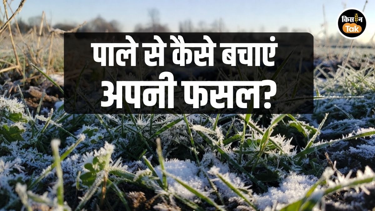 Weather Alert: गिरता पारा और बदलता मौसम, UPCAR ने जारी की फसल बचाव की खास एडवाइजरी
