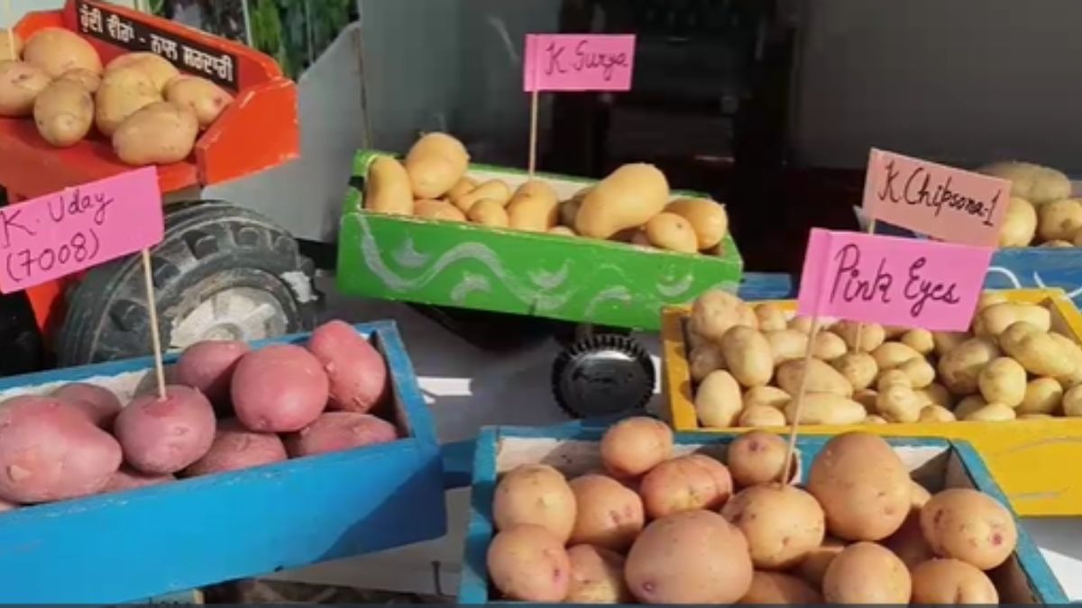 किसानों के लिए लगा आलू Expo, प्रदर्शनी में सामने आईं ये 20 बेस्ट किस्में