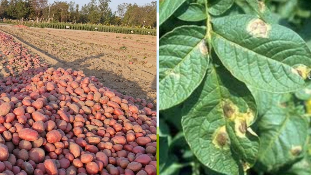 किसानों को पछेती झुलसा रोग से बचाव करना चाहिए