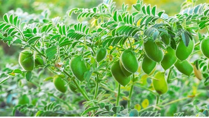 चने की मांग बढ़ गई, लेकिन सप्लाई कम