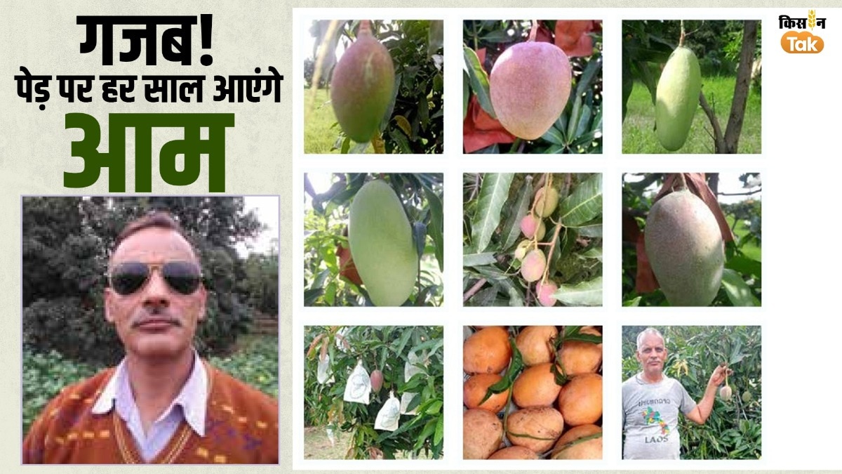 mango farming new formula