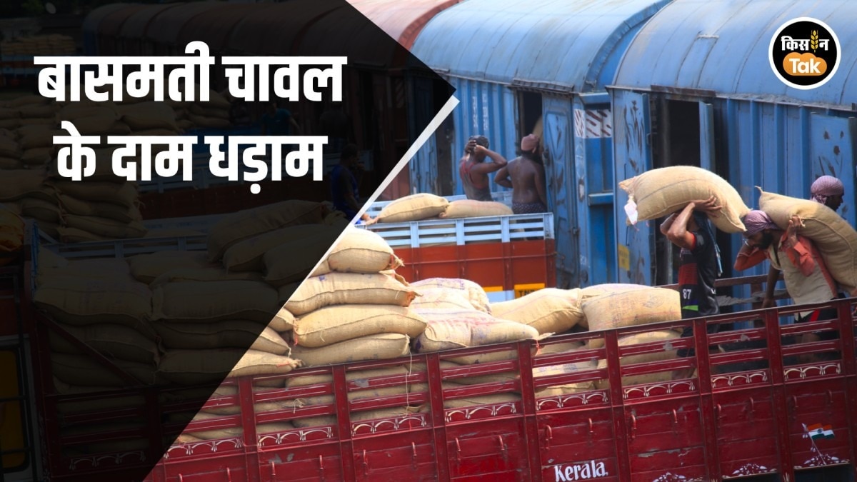 Iran Crisis का असर: भारत में बासमती चावल के दाम गिरे, आगे और गिरावट की आशंका