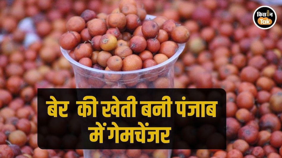 Punjab Farmers: पंजाब में अब बेर की खेती लिख रही नई कहानी, किसानों को हो रहा मुनाफा ही मुनाफा Punjab Farmers: पंजाब में अब बेर की खेती लिख रही नई कहानी, किसानों को हो रहा मुनाफा ही मुनाफा