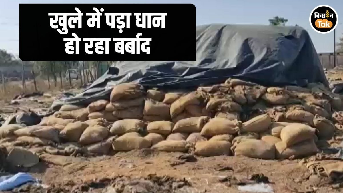 Chhattisgarh News: धान के कटोरे में बदइंतजामी, छत्तीसगढ़ में खुले आसमान के नीचे सड़ रहा हजारों क्विंटल धान