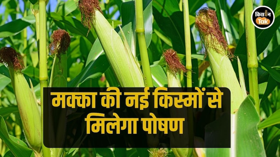 सेहत वाली मक्का, IIMR की 10 नई बायोफोर्टिफाइड किस्मों से बढ़ेगा मुनाफा और पोषण सेहत वाली मक्का, IIMR की 10 नई बायोफोर्टिफाइड किस्मों से बढ़ेगा मुनाफा और पोषण